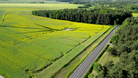 Panorama,-view-of-a-rapeseed-field,-road-between-trees,-and-shadow-of-rotating-wind-turbine-blades,-renewable-energy-sources