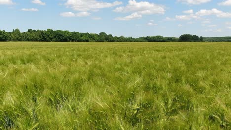 Drones-flying-over-wheat-fields,-harvesting-crops-in-the-field