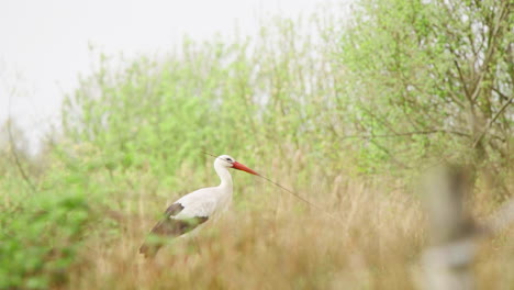 White-stork-bird-in-long-grass-holding-long-stick-in-beak,-losing-it