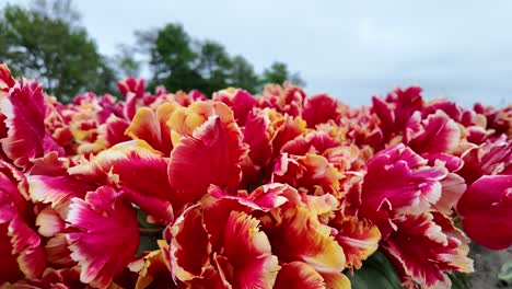 Rotes-Tulpenfeld,-Gärtnerische-Fähigkeiten,-Frühlingsblüte,-Schönheit-Der-Natur