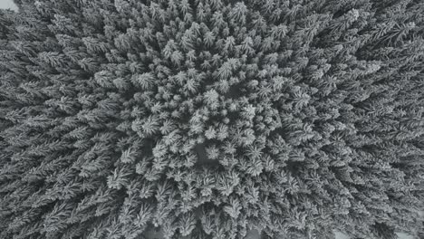 Overhead-View-Of-Snow-covered-Pine-Tree-Forest-During-Snowfall-In-Idaho,-USA