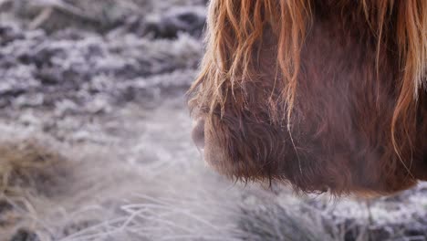 Foto-De-Perfil-Cercano-De-Una-Vaca-De-Las-Tierras-Altas-Respirando-Niebla-Bajo-Las-Heladas-Por-La-Mañana-En-Una-Zona-Rural-De-Escocia,-Reino-Unido