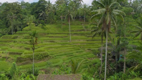 Panorama-Del-Paisaje-De-Terrazas-De-Arroz-De-Tegallalang-En-Ubud,-Bali,-Indonesia