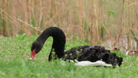 Westaustralischer-Schwarzer-Schwan-Frisst-Grünes-Gras-In-Der-Nähe-Eines-Sumpfes