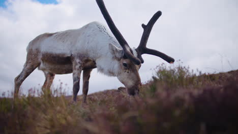 Big-Male-Reindeer-grazing-in-the-Cairngorms,-Scotland-on-a-cloudy-day,-close-up