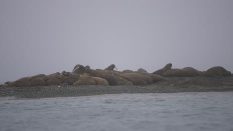 Walrus-Huddle-Relaxing-on-Beach-on-Misty-Foggy-Day,-Slow-Motion