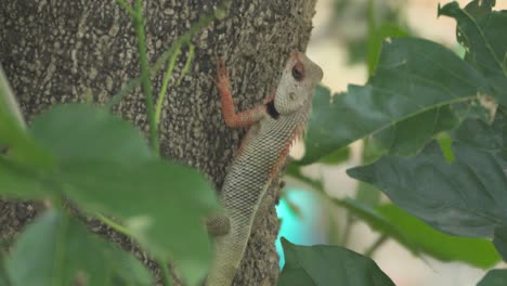 Indian-Garden-lizard-on-tree