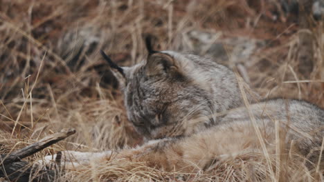 Lince-Canadiense-Descansando-Sobre-La-Hierba-Lamiendo-Un-Abrigo-Peludo-En-Yukon,-Canadá