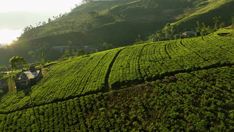 Disparo-De-Un-Dron-Elevándose-Sobre-Plantaciones-De-Té-Iluminadas-Por-El-Sol,-Tarde-Soleada-En-Sri-Lanka,-Asia