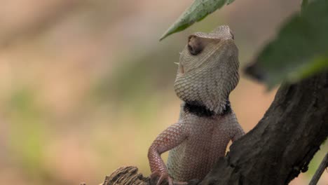 Lagarto-De-Jardín-Indio-Mirando-Vista-De-Cerca