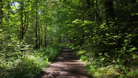 Smooth-motion-shot-on-trail-covered-in-lush-greenery-in-dense-forest-in-Carbonado,-Washington-State