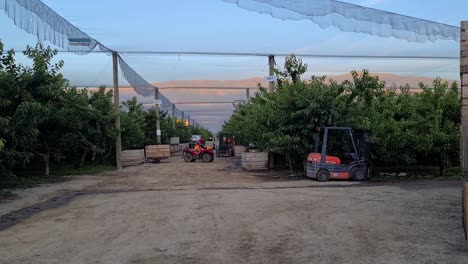 Workers-wearing-personal-protective-equipment-driving-machines-on-a-cherry-orchard-in-New-Zealand