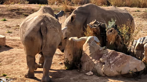 Two-Rhinoceroses-in-a-Zoo-Socially-Interacting-with-Each-Other,-Slow-Motion-Shot