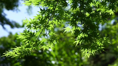 Stunning-close-up-of-vibrant-green-maple-leaf-tree-slowly-waving-in-wind