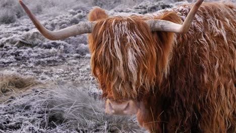 Primer-Plano-De-Una-Vaca-De-Las-Tierras-Altas-Bajo-Las-Heladas-De-La-Mañana-En-Una-Zona-Rural-De-Escocia,-Reino-Unido