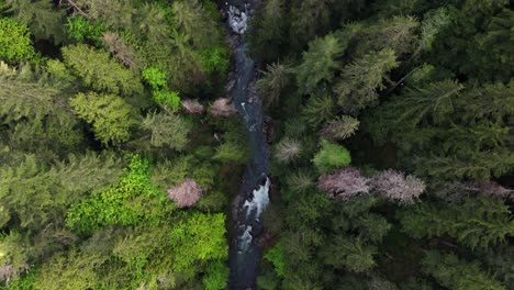 Scenic-bird's-eye-view-of-river-flowing-between-Evergreen-forest-in-Carbonado,-Washington-State
