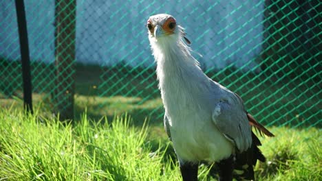 Medium-shot-of-a-Secretary-Bird-standing-on-grass-facing-the-camera