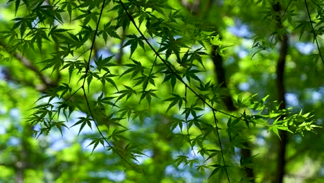 Cinematic-view-of-Japanese-maple-leaf-tree-in-Summer-in-slow-motion