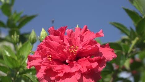 Imágenes-En-Primer-Plano-De-Una-Planta-De-Hibisco-Rosa-Meciéndose-Con-La-Brisa