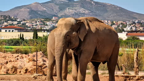Asian-elephants-in-the-Attica-Zoological-Park-of-Athens,-Greece