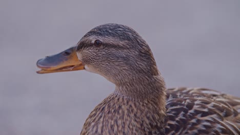 a-closeup-view-of-wild-duck-mallard-in-cinematic-style