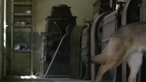 Wolf-running-around-inside-old-abandoned-factory