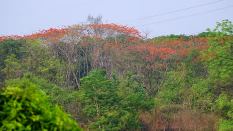 Orange-flower-Tree-in-greenery-forest-drone-view
