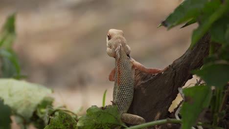 Lagarto-De-Jardín-Indio-Mirando-Vista-De-Cerca