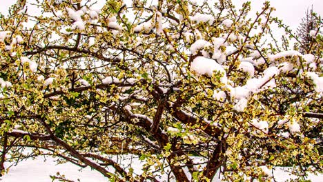timelapse-shot-snow-melts-from-cherry-tree-branches-in-spring