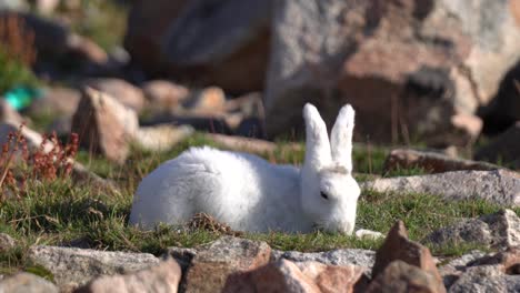 Arctic-Hare-Grazing-in-Landscape-of-Greenland-on-Sunny-Spring-Day,-Close-Up