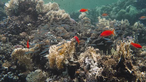 Grupo-De-Peces-Nadando-Juntos-Sobre-Una-Estructura-De-Coral-Duro-En-4k