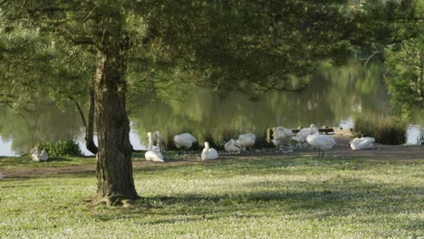 Group-of-Swans-and-Ducks-by-Lake-in-Early-Morning-with-Pine-Trees