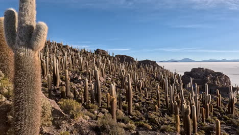 Pan-across-sharp-prickly-cactuses-along-hillside-slope-above-salt-flats
