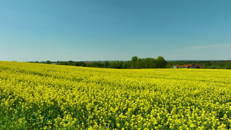Aerial-view-of-a-large-rapeseed-field-in-bloom-near-rural-buildings-under-a-clear-blue-sky