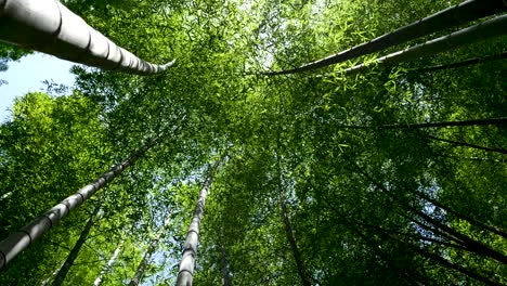 Mirando-Hacia-El-Hermoso-Y-Denso-Bosque-De-Bambú-En-Cámara-Lenta