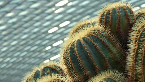 Rack-focus-close-up-shot-capturing-prickly-golden-barrel-cactus,-echinocactus-grusonii-in-the-greenhouse-environment,-close-up-shot