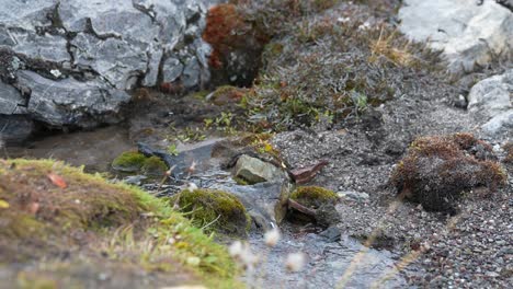 Glacial-Water-Stream-Flowing-in-Landscape-of-Greenland,-Slow-Motion