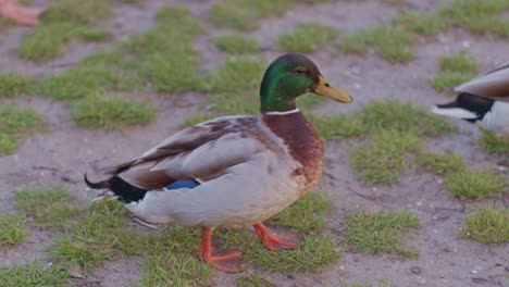 Un-Par-De-Patos-Reales,-Pájaros,-Animales-Extraviados-En-El-Suelo-En-Un-Estilo-Cinematográfico-Natural