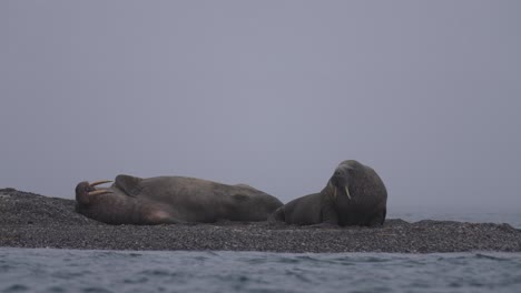 Walrosspaar-Liegt-Und-Entspannt-Am-Strand-Bei-Kaltem-Meerwasser,-Zeitlupe