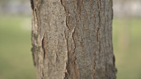 close-up-brown-old-tree-bark