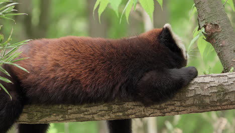 Panda-Rojo-Perezoso-Tumbado-En-La-Rama-De-Un-árbol-Mientras-Come-Corteza-Y-Hojas