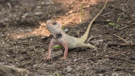 Indian-Garden-lizard-standing-and-looking