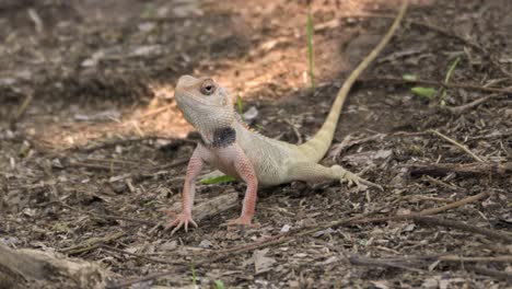 Lagarto-De-Jardín-Indio-De-Pie-Y-Mirando