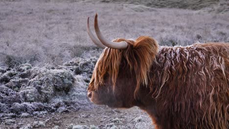 Profile-shot-of-Highland-Cow-under-frost-in-the-morning-in-a-rural-area-of-Scotland,-United-Kingdom