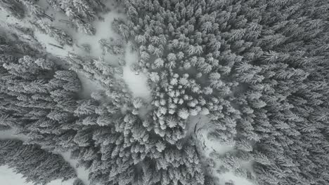 Vista-Aérea-Del-Paisaje-Invernal-De-Idaho-Con-árboles-Cubiertos-De-Nieve-Debajo