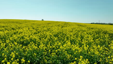 Aerial-view-of-a-bright-yellow-rapeseed-field-in-full-bloom-under-a-clear-blue-sky