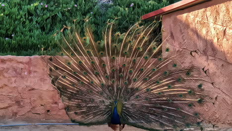 Pavo-Real-Mostrando-Sus-Vibrantes-Plumas-En-Un-Zoológico,-Toma-Manual