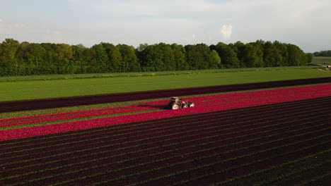 Landwirtschaftliches-Fahrzeug-Fährt-In-Blühenden-Roten-Tulpenfeldern,-Luftaufnahme