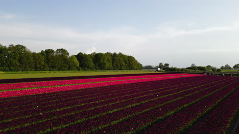Blooming-tulips-fields-of-Netherlands-near-free-way,-aerial-drone-view