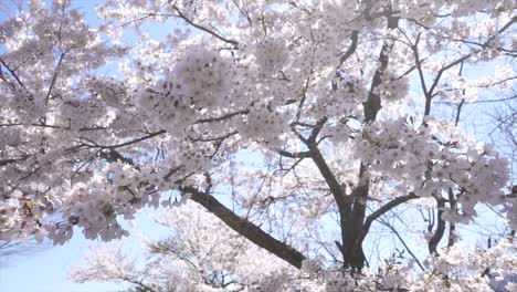 Sakura,-Flores-De-Cerezo-Japonesas,-Flor-De-Cerezo-Rosa,-Flores